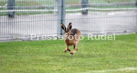 28.11.23 VfB Stuttgart Training