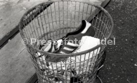15.07.79 VfB Stuttgart Fototermin 1979/1980