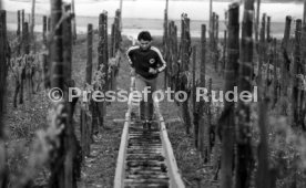 09.05.78 VfB Stuttgart Hansi M&uuml;ller Training Weinberge