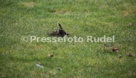 29.08.20 Stuttgarter Kickers - 1. FC Rielasingen-Arlen
