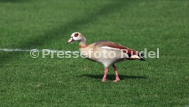 08.03.26 U19 VfB Stuttgart - U19 1. FC K&ouml;ln