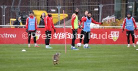 28.11.23 VfB Stuttgart Training