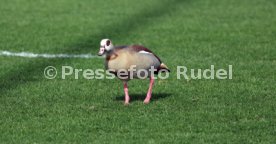 08.03.26 U19 VfB Stuttgart - U19 1. FC K&ouml;ln