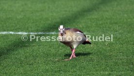 08.03.26 U19 VfB Stuttgart - U19 1. FC K&ouml;ln