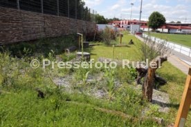 18.07.24 VfB Stuttgart Vorstellung Biodiversit&auml;ts-Lehrpfad