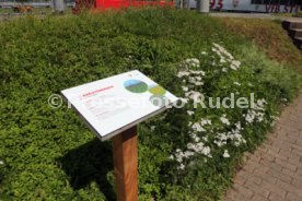 18.07.24 VfB Stuttgart Vorstellung Biodiversit&auml;ts-Lehrpfad