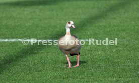 08.03.26 U19 VfB Stuttgart - U19 1. FC K&ouml;ln