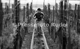 09.05.78 VfB Stuttgart Hansi M&uuml;ller Training Weinberge