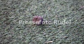 Bayer 04 Leverkusen - VfB Stuttgart