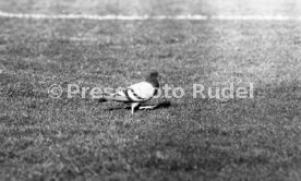 03.05.86 DFB-Pokal Finale FC Bayern M&uuml;nchen - VfB Stuttgart