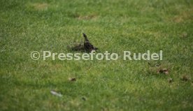 29.08.20 Stuttgarter Kickers - 1. FC Rielasingen-Arlen